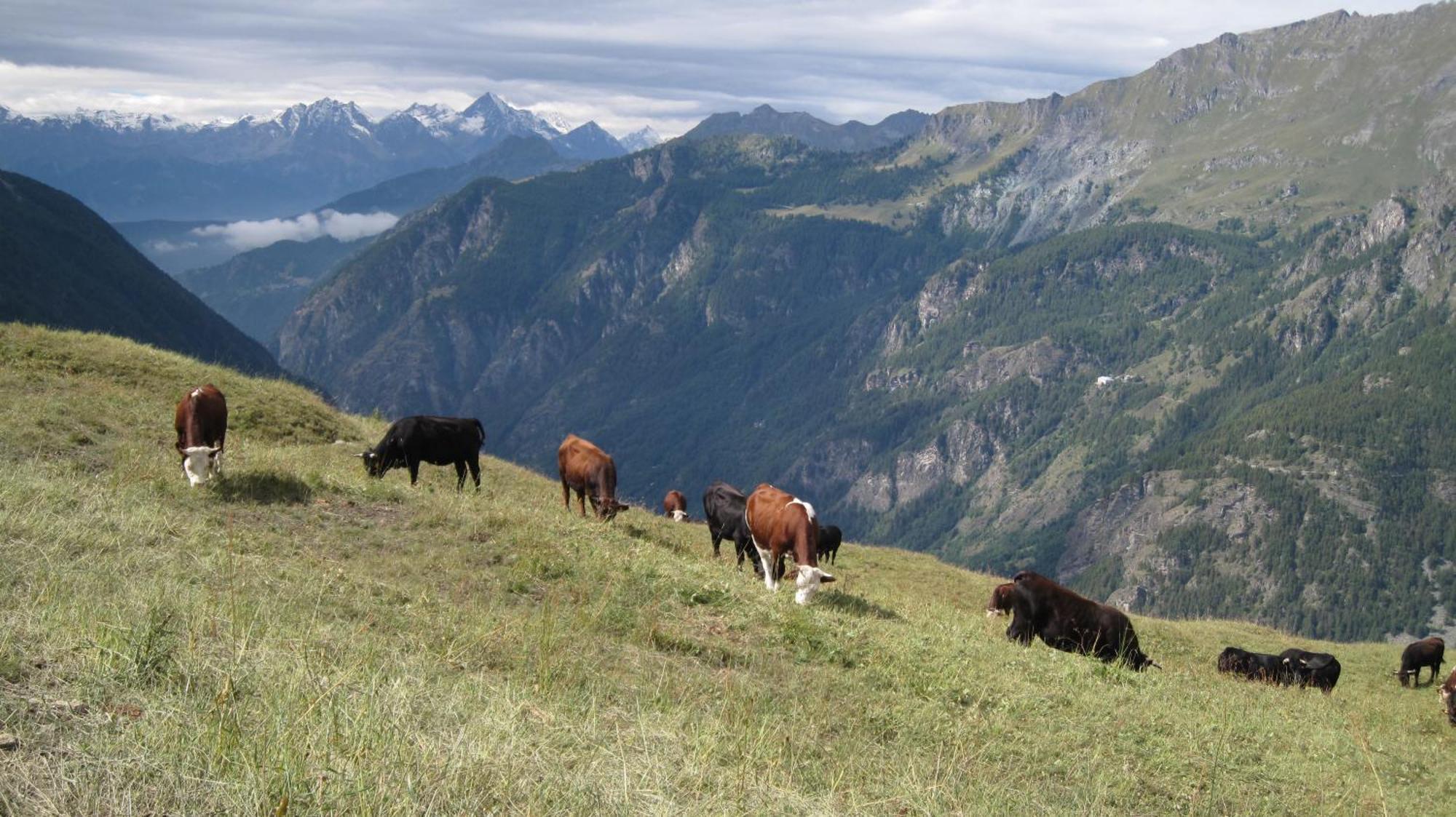 Hotel Meuble Meridiana Valtournenche Eksteriør bilde